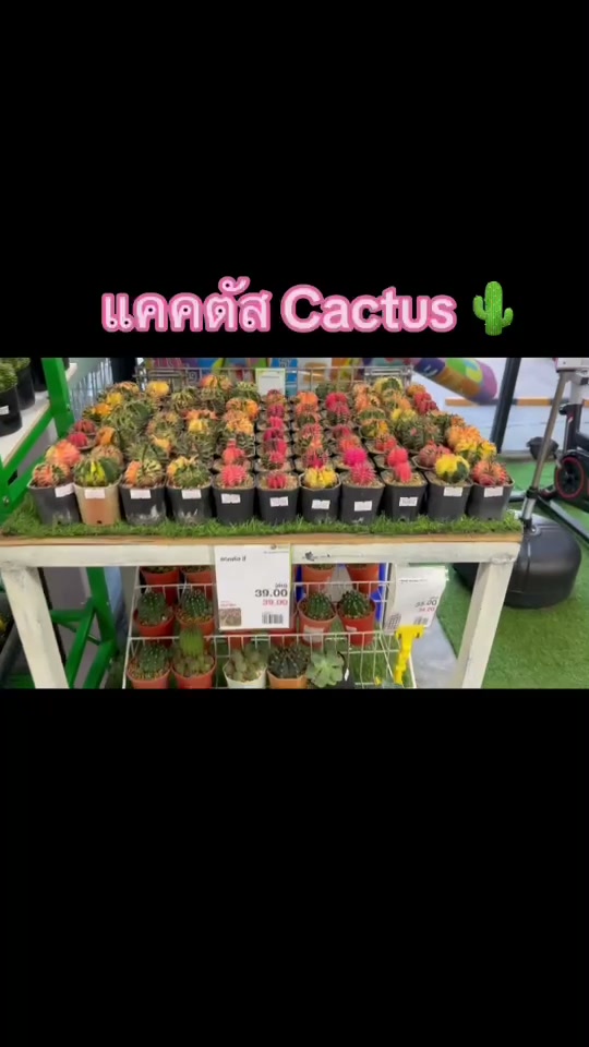 Cactus ทนแดด เลี้ยงง่าย มือใหม่ก็ปลูกได้